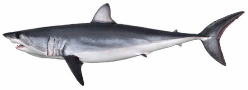 tiburon-mako