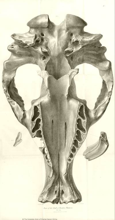 darwin mandíbula