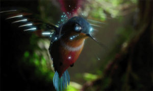 colibrí luminoso